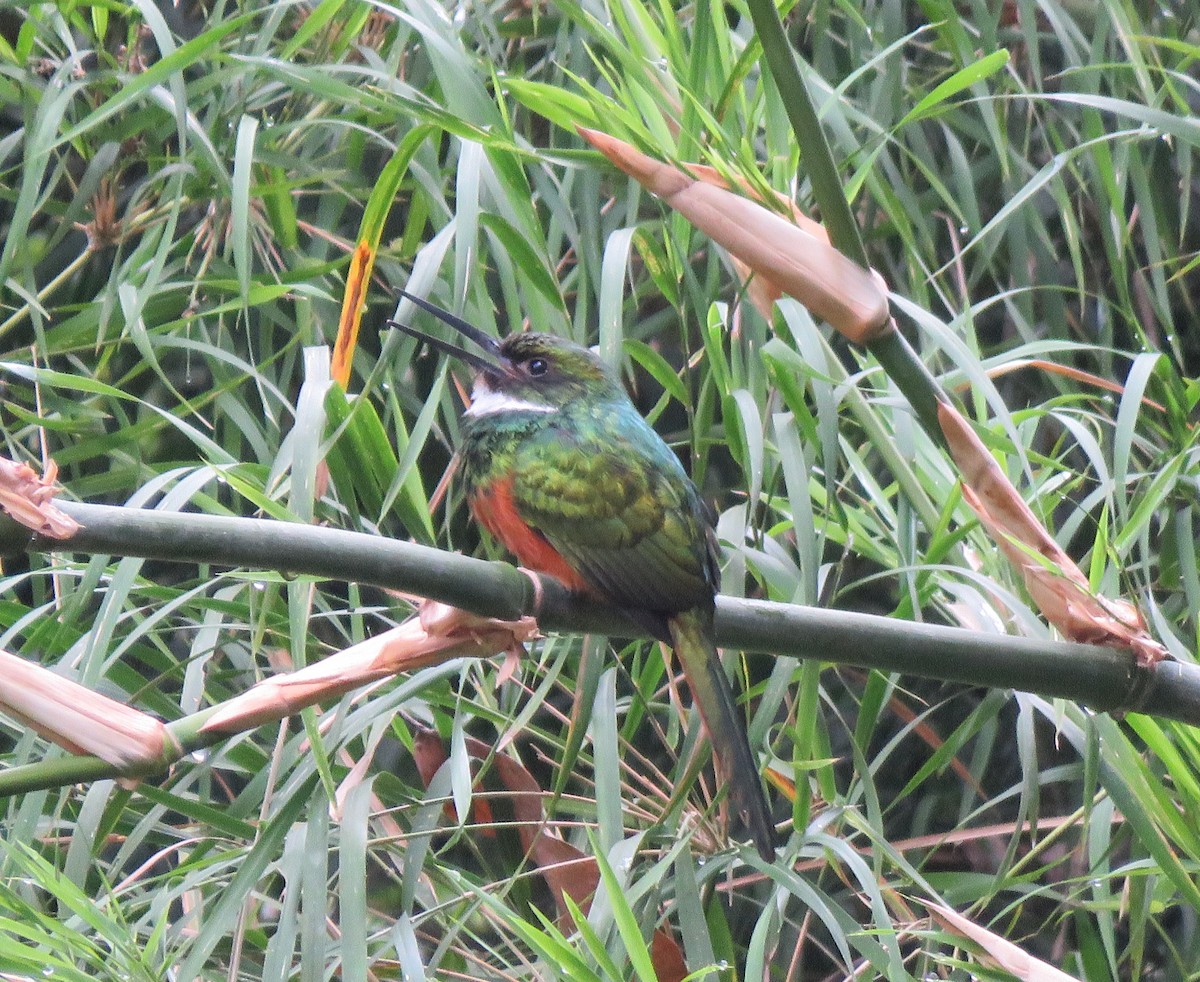 Jacamar à queue rousse - ML617474658