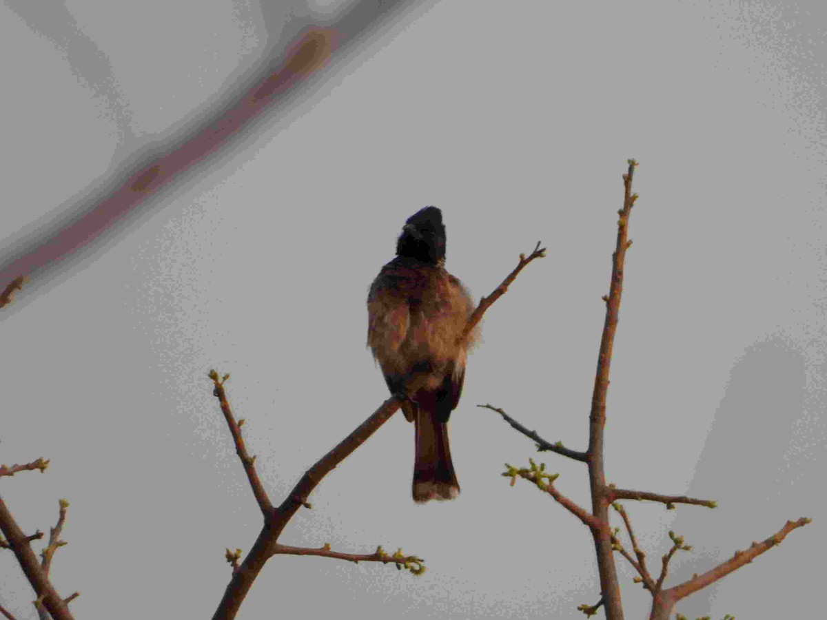 Bulbul à ventre rouge - ML617474659