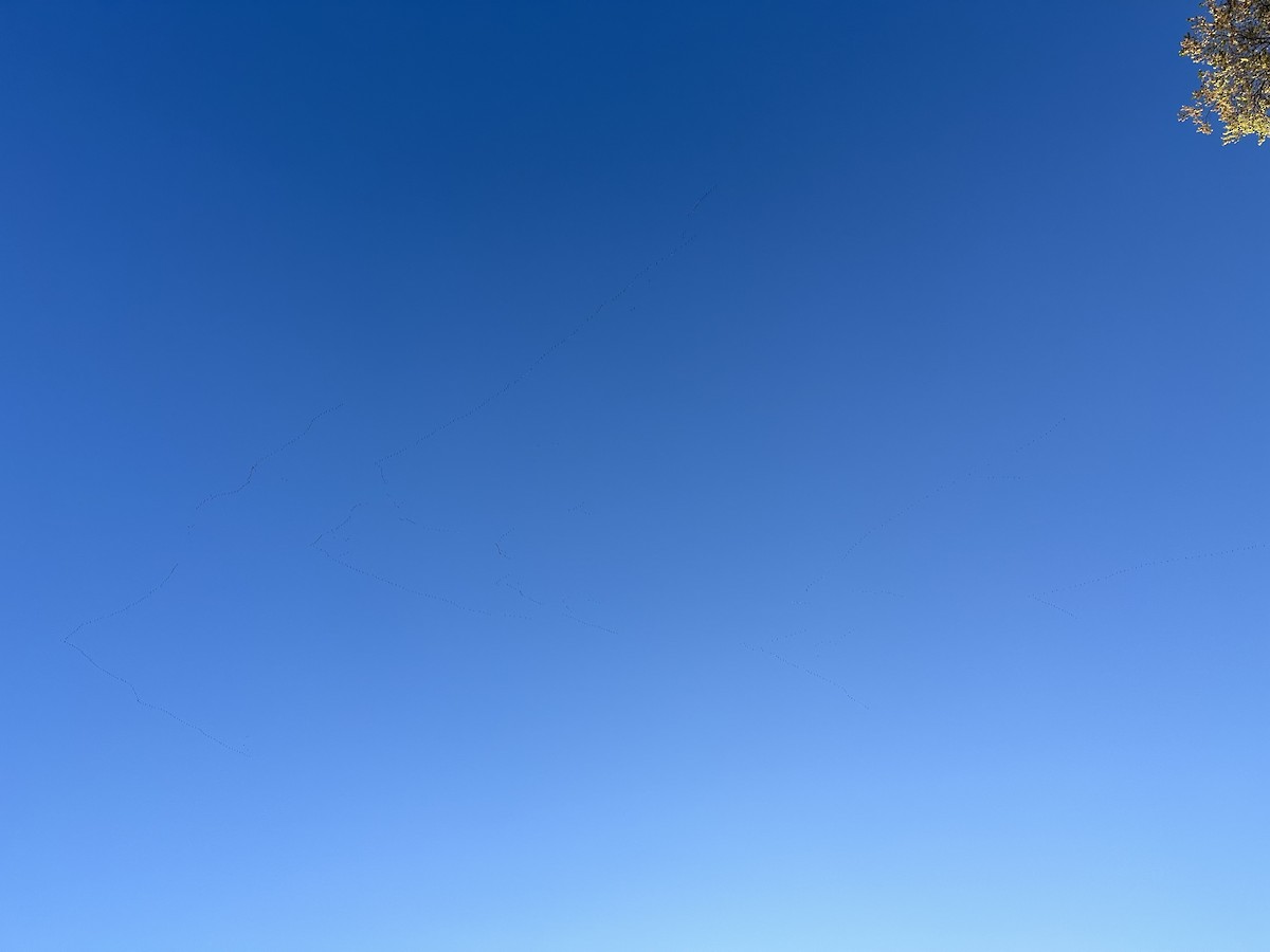 Greater White-fronted Goose - ML617474682