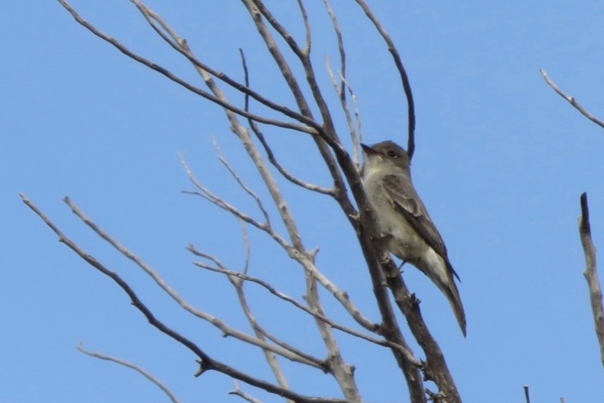 Western Wood-Pewee - ML61747471