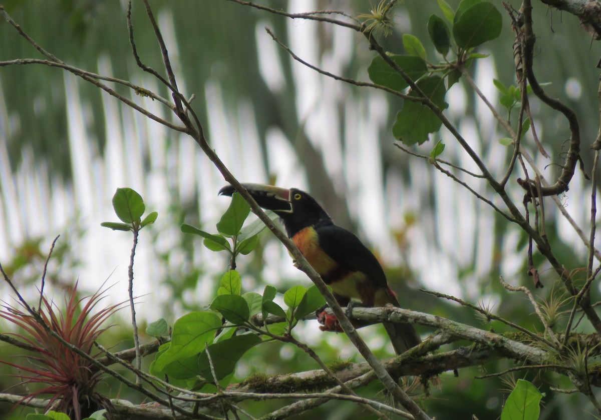 Collared Aracari (Collared) - ML617474746