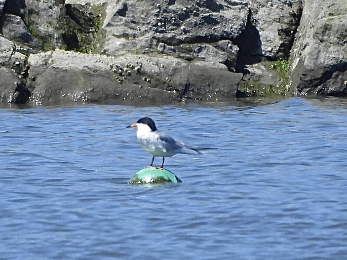 Forster's Tern - ML617474783