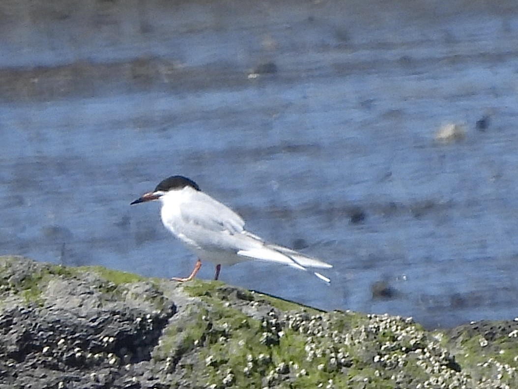 Forster's Tern - ML617474784