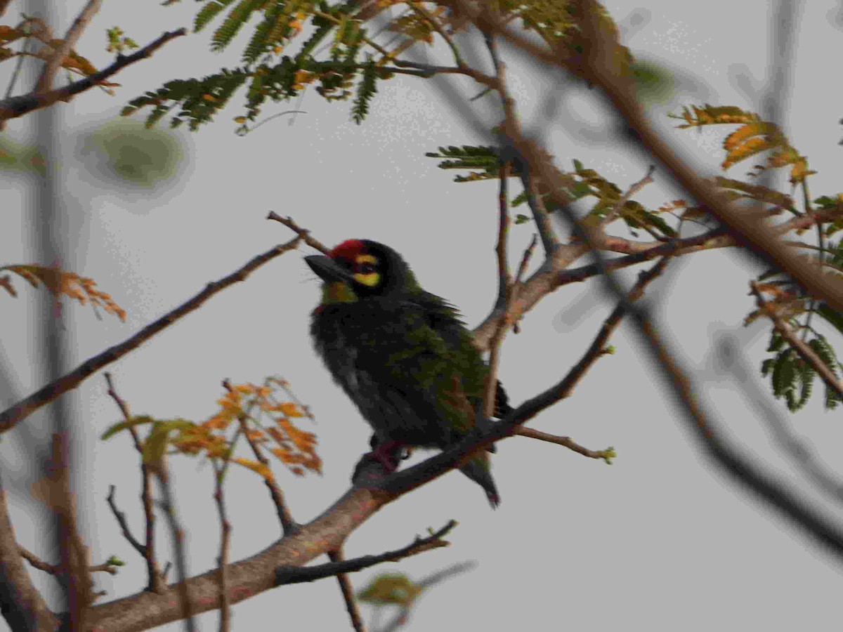 Coppersmith Barbet - ML617474842