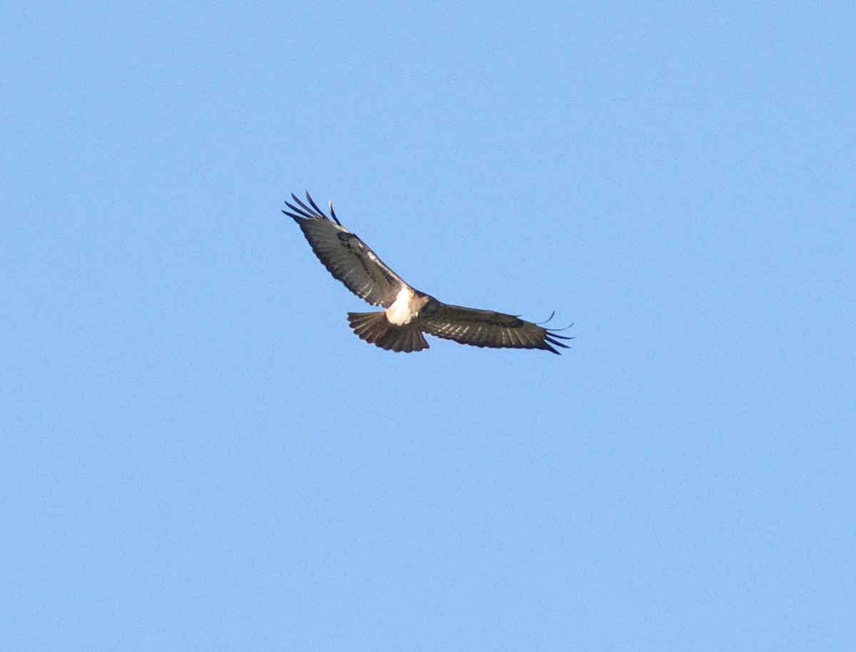 Forest Buzzard - ML617474968