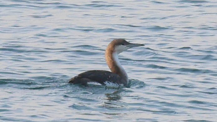 Arctic Loon - ML617474997