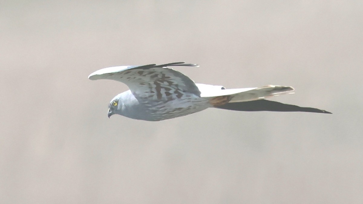 Montagu's Harrier - Mika Latva-Rasku