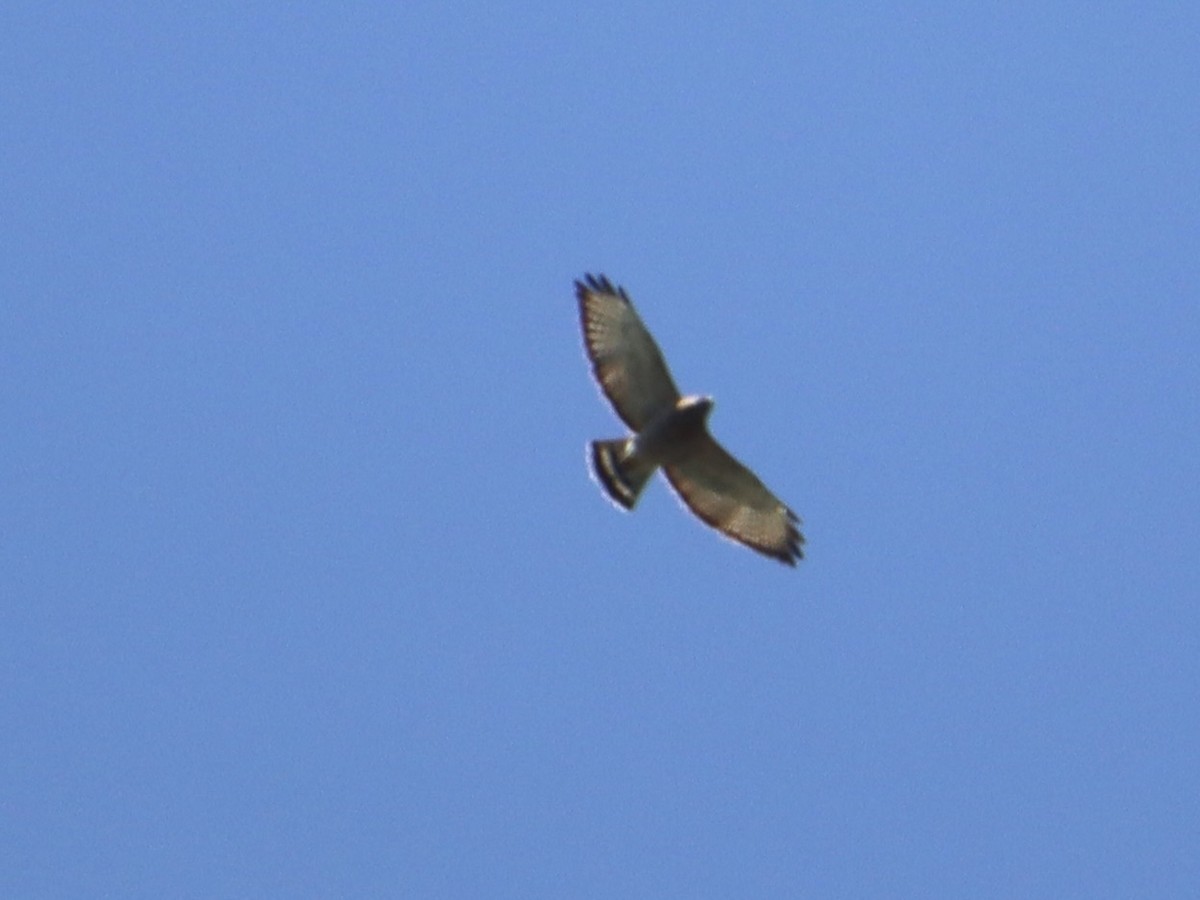 Broad-winged Hawk - ML617475070