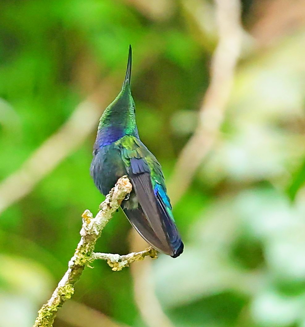 Green-throated Carib - Maciej  Kotlarski