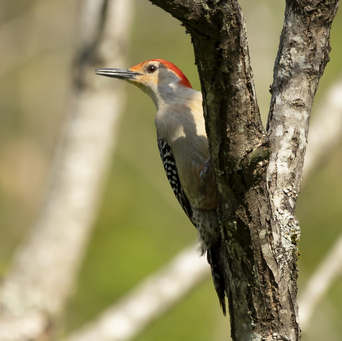 Red-bellied Woodpecker - ML617475103