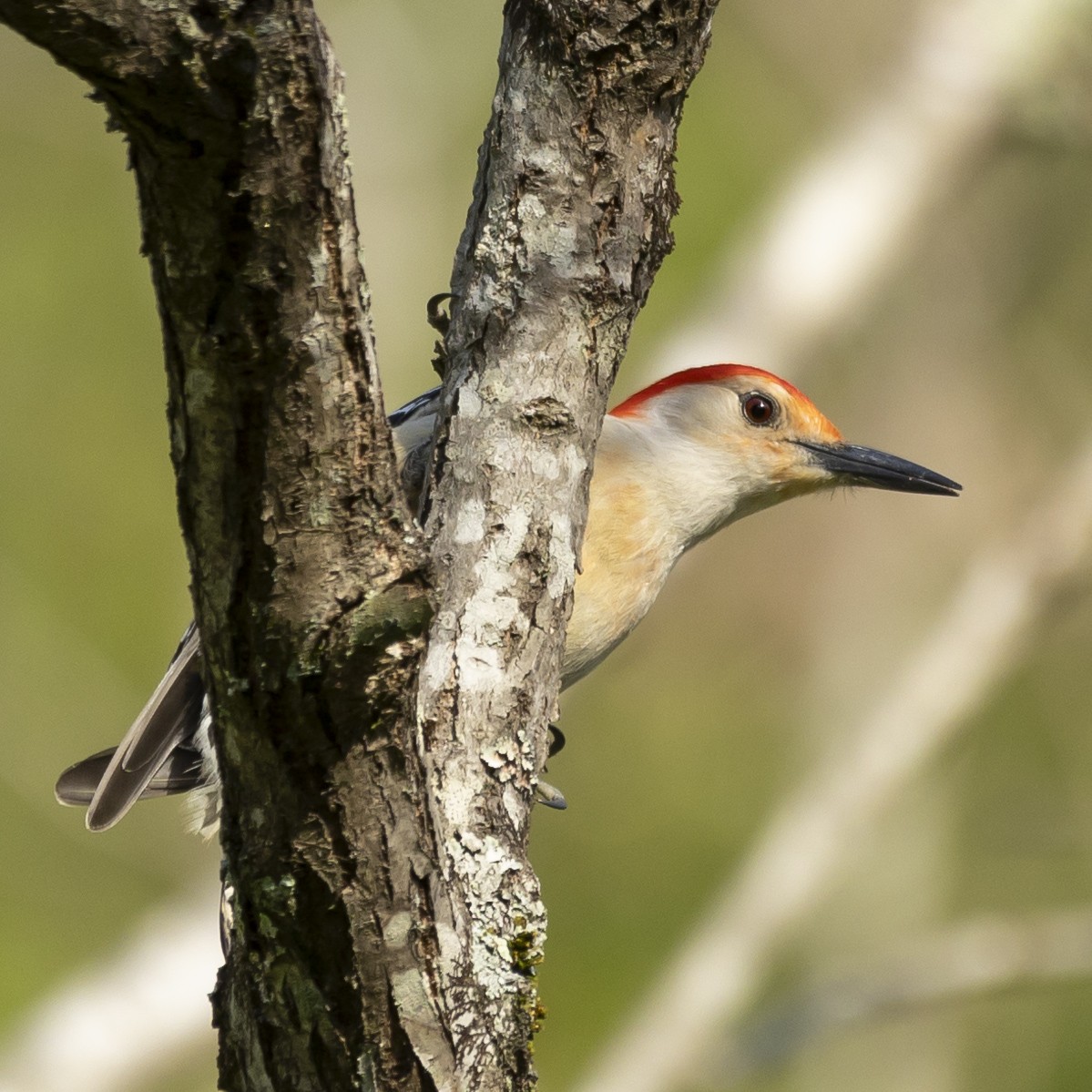 Red-bellied Woodpecker - ML617475104