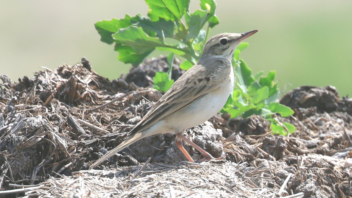 Tawny Pipit - ML617475111