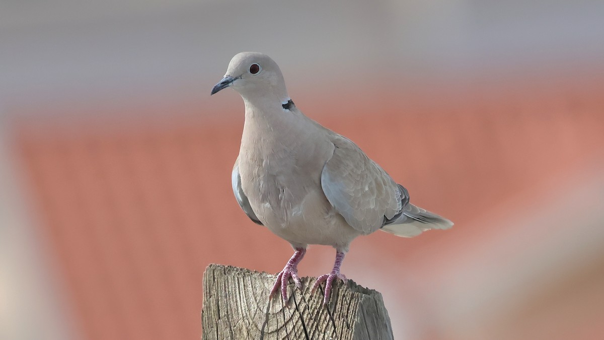 Eurasian Collared-Dove - ML617475138