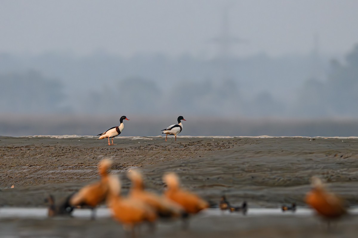 Common Shelduck - ML617475162