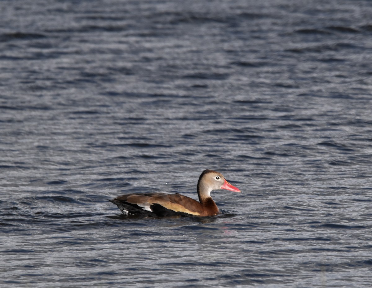 Black-bellied Whistling-Duck - Samuel Wilson