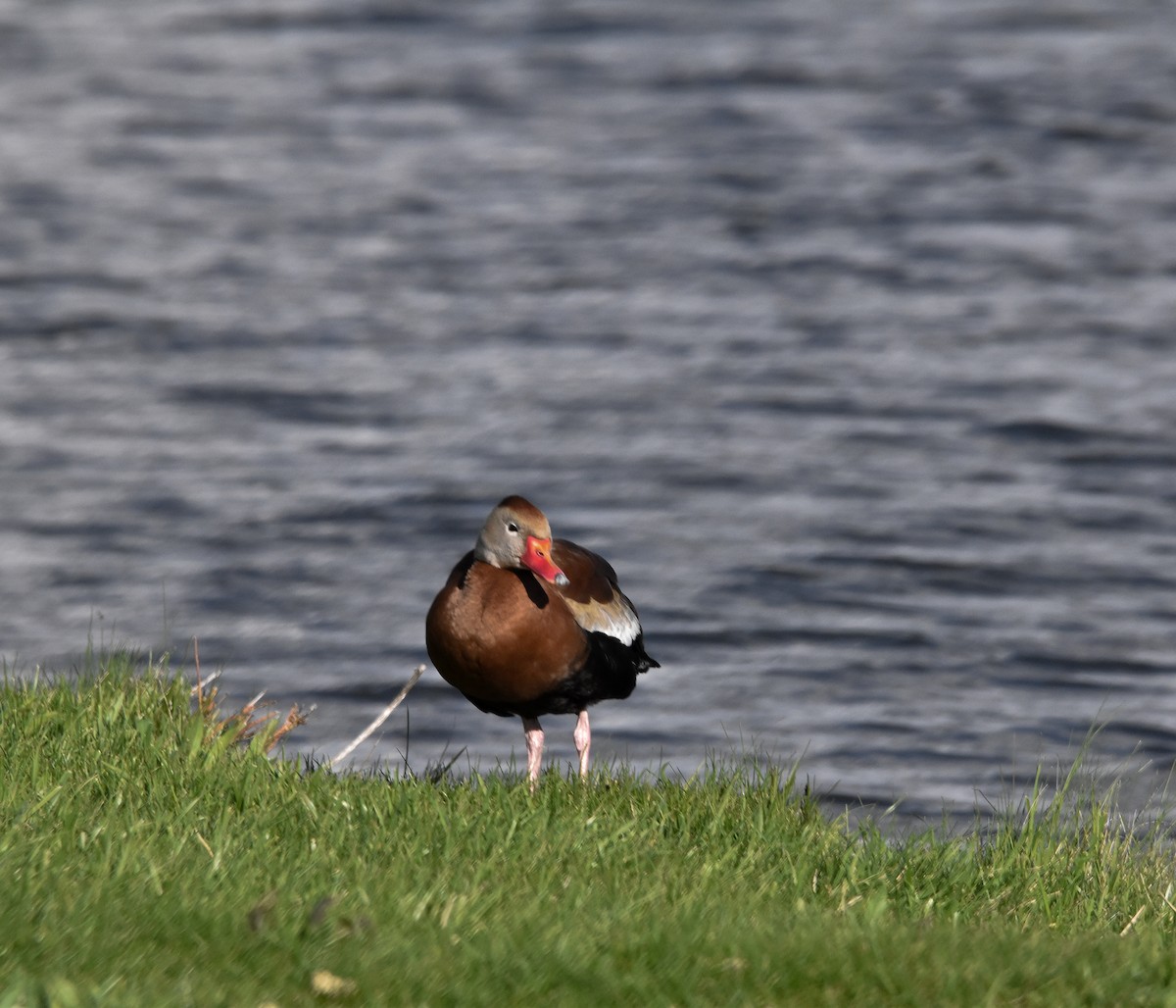 Black-bellied Whistling-Duck - ML617475186