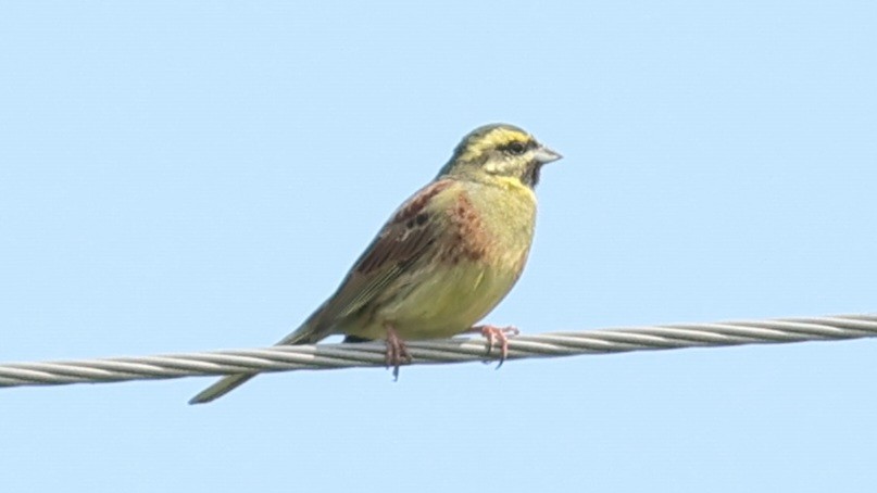 Cirl Bunting - ML617475191