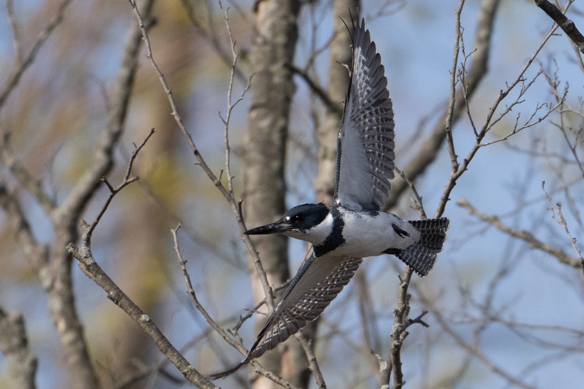 Belted Kingfisher - ML617475194