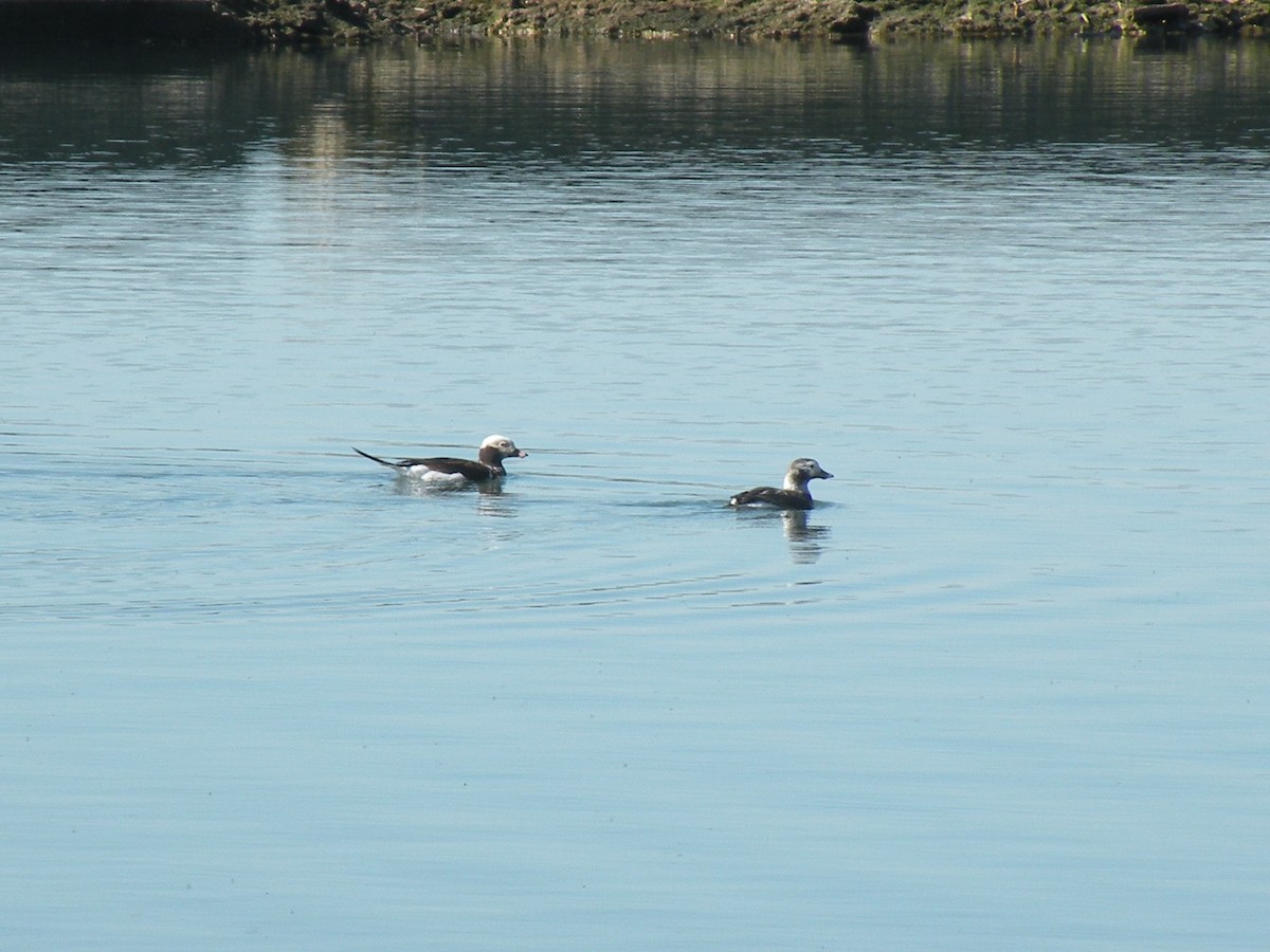Long-tailed Duck - ML617475206