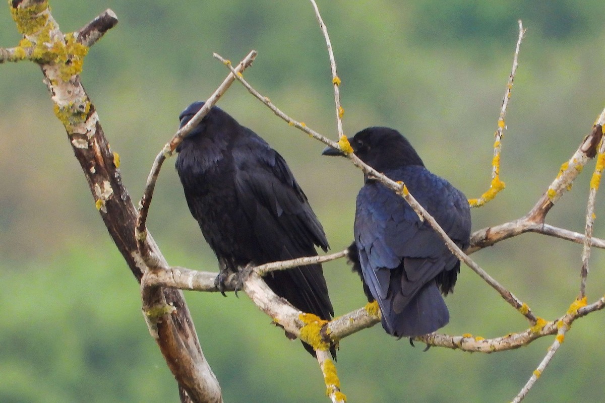 Common Raven - Vladislav Železný