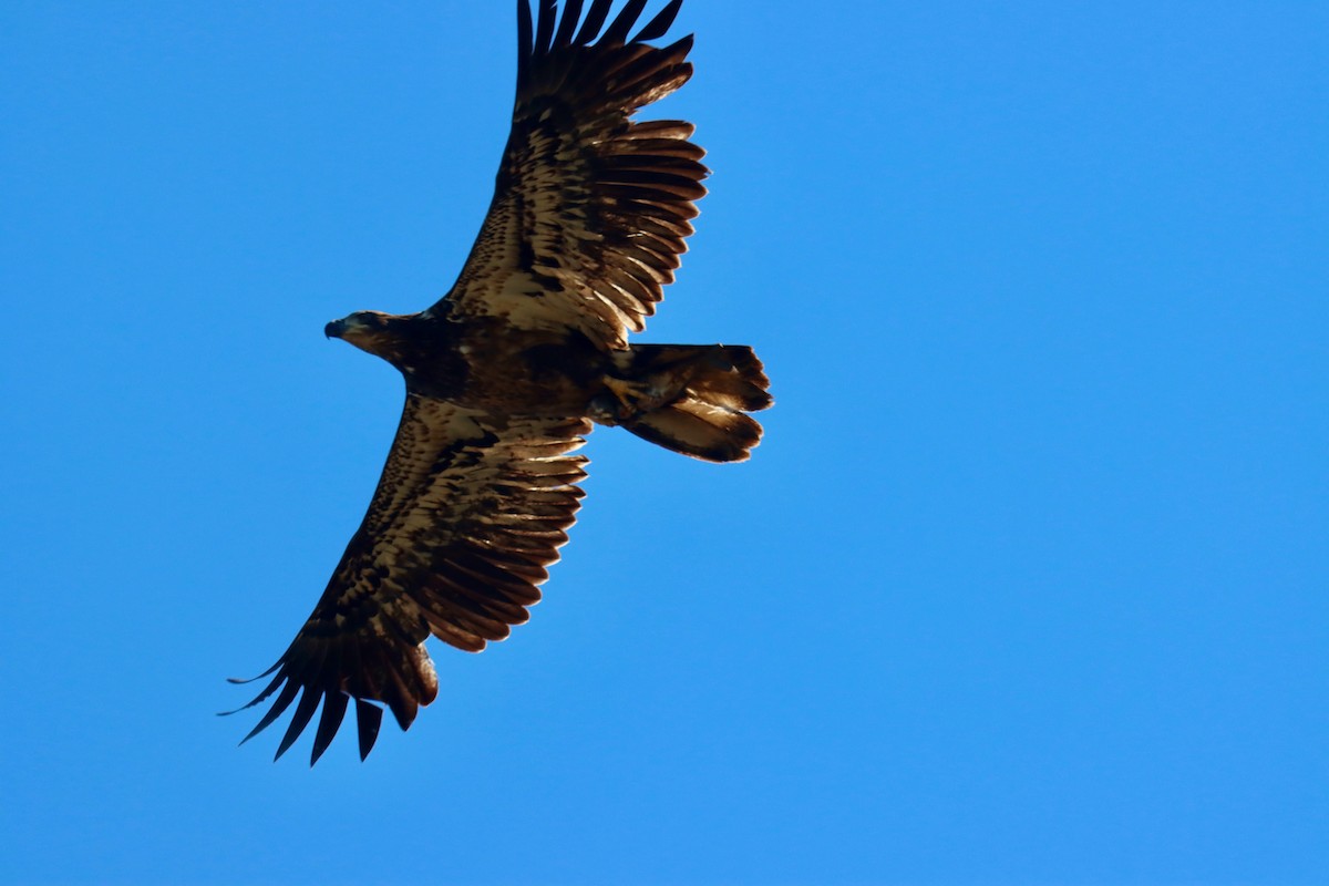 Bald Eagle - ML617475233