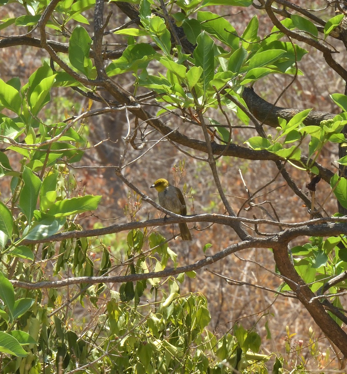 Yellow-throated Bulbul - ML617475242
