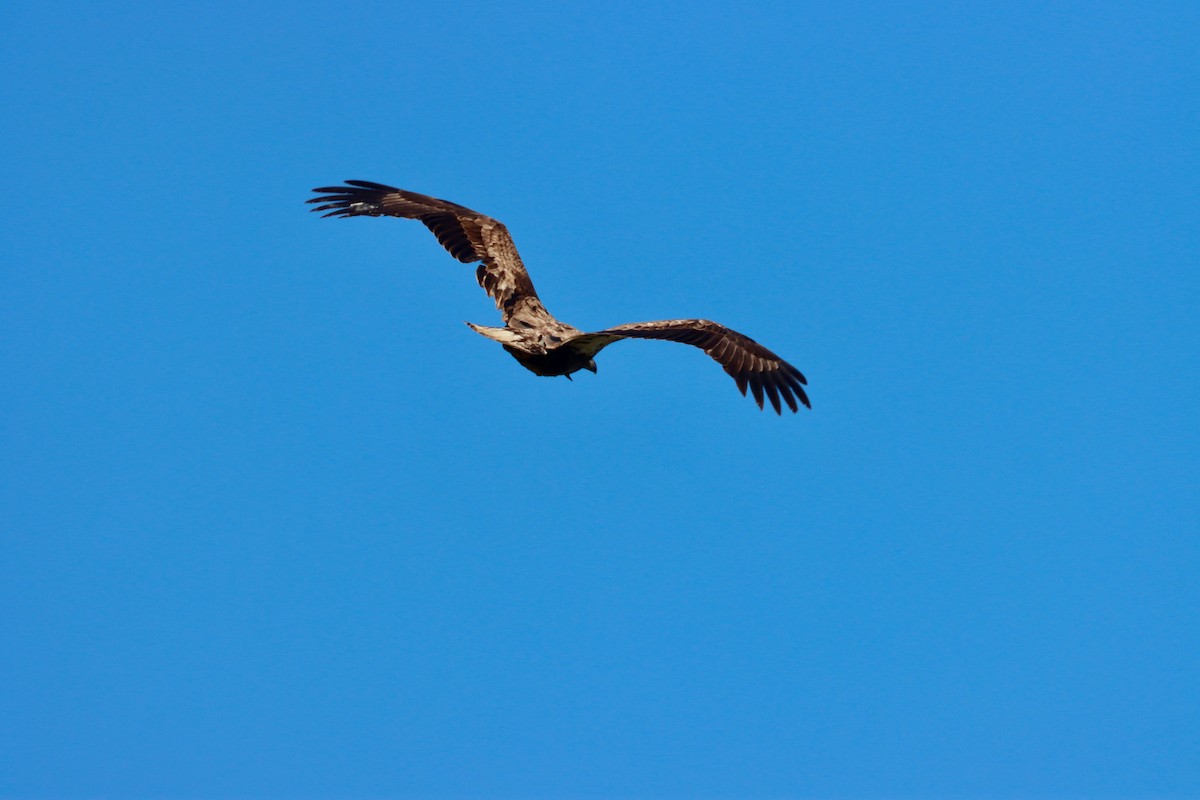 Bald Eagle - ML617475255