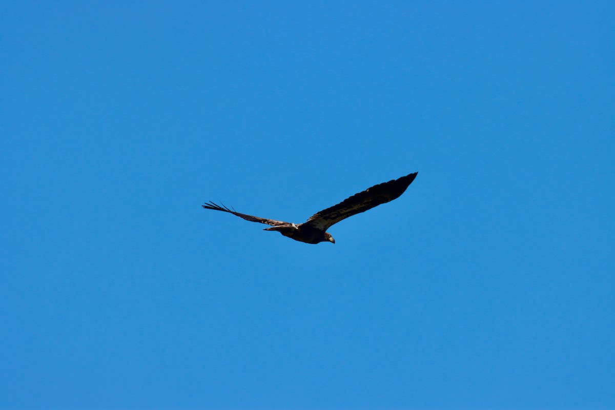 Bald Eagle - ML617475276