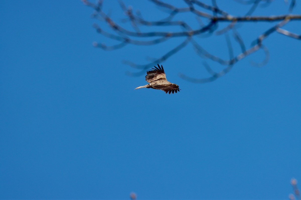 Weißkopf-Seeadler - ML617475281