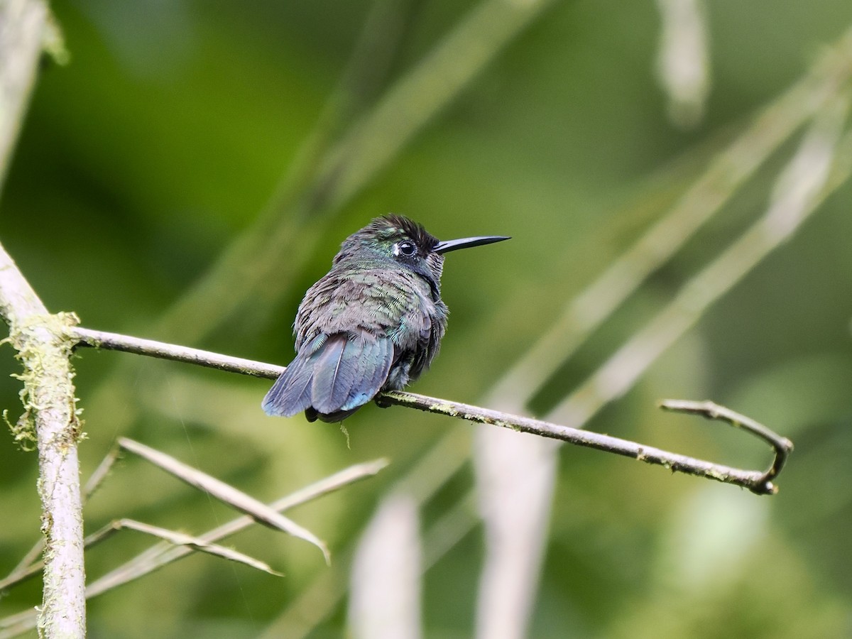 White-throated Daggerbill - ML617475284