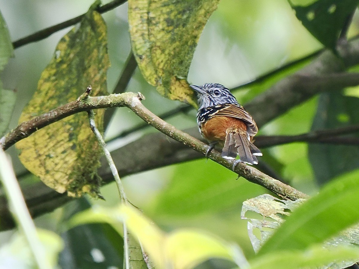 Streak-headed Antbird - ML617475287