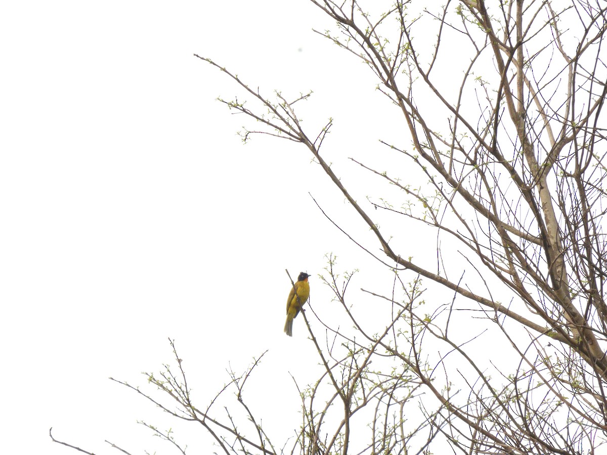 Flame-throated Bulbul - ML617475288