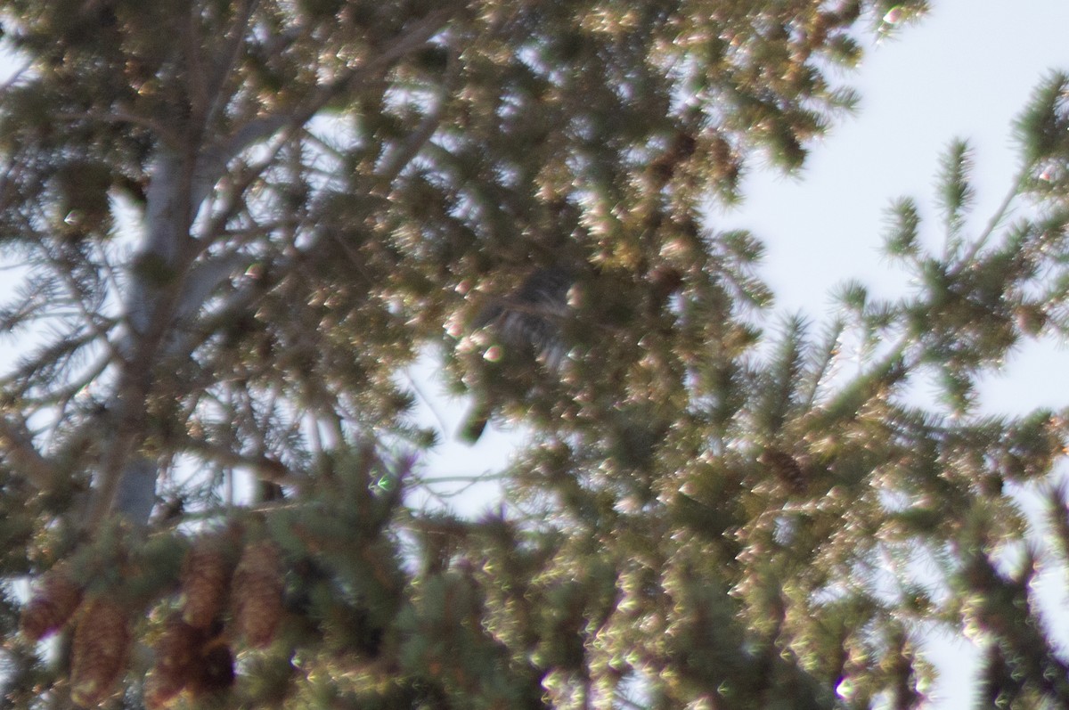 Northern Pygmy-Owl - ML617475291