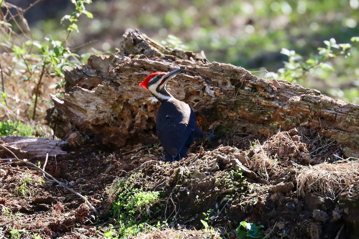 Pileated Woodpecker - ML617475295