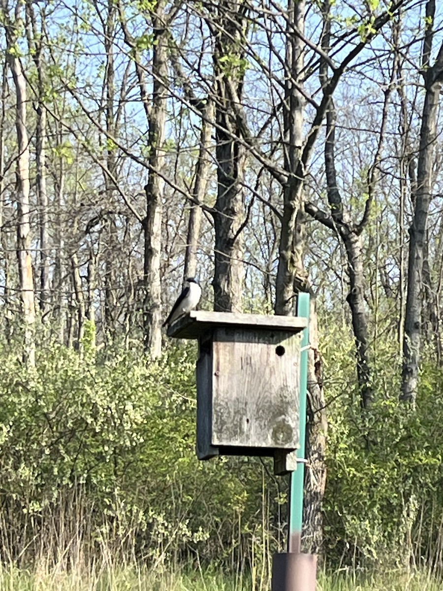 vlaštovka stromová - ML617475300