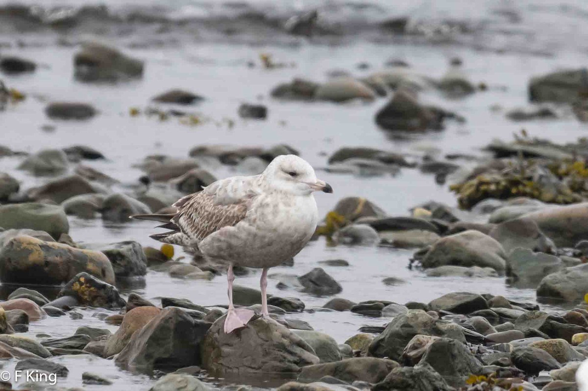 Herring Gull - ML617475308