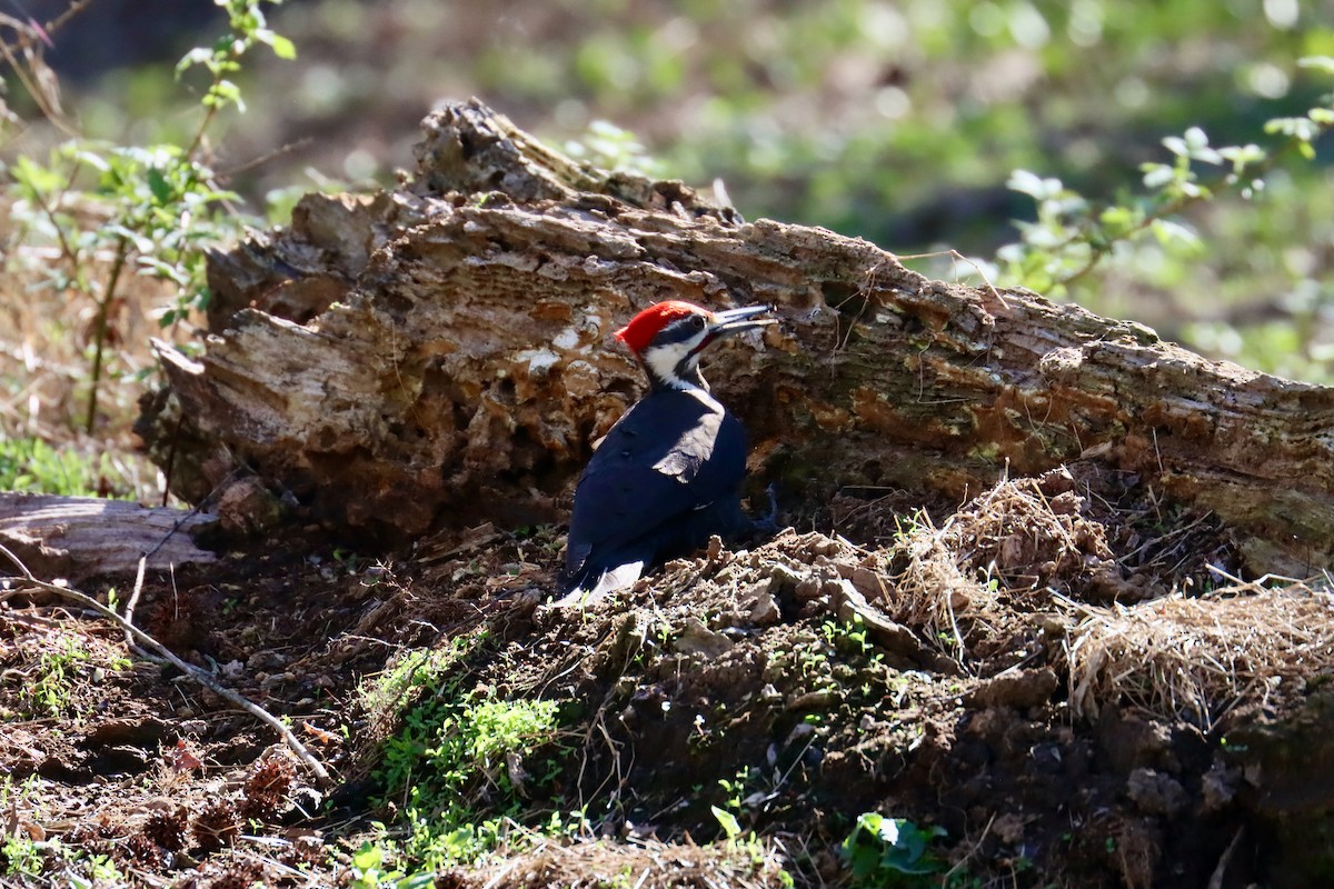 Pileated Woodpecker - ML617475313