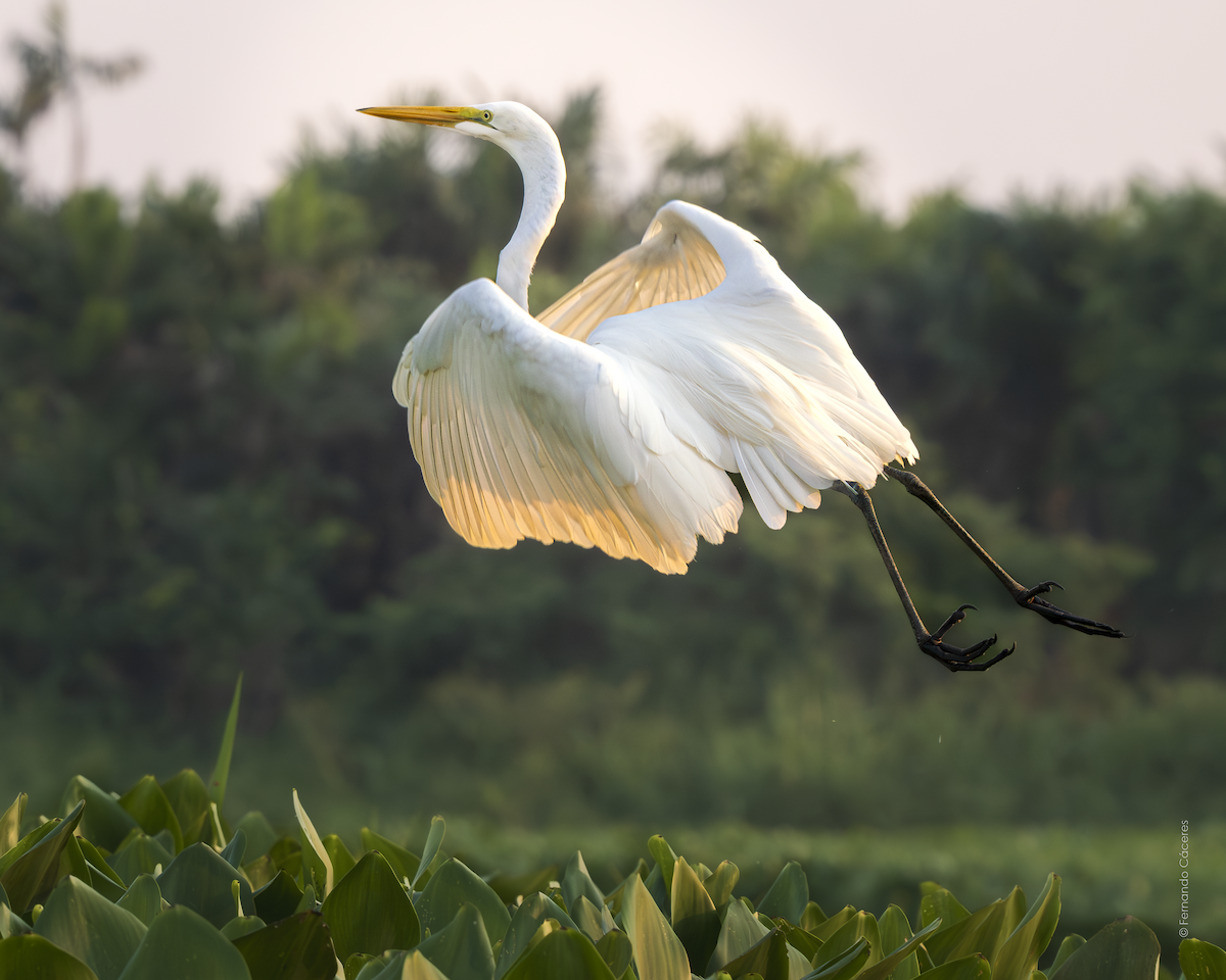 Great Egret - ML617475314