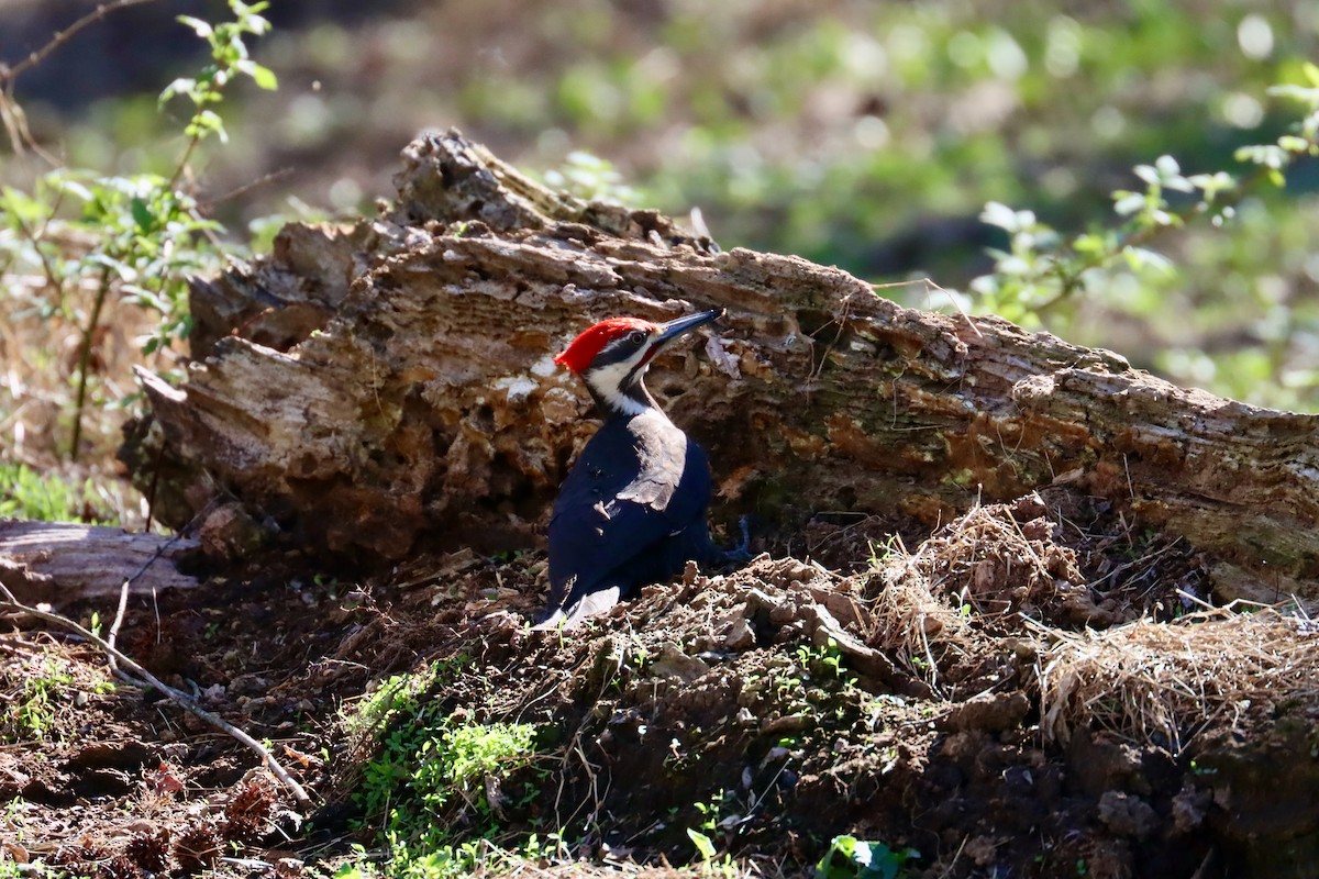 Pileated Woodpecker - ML617475328