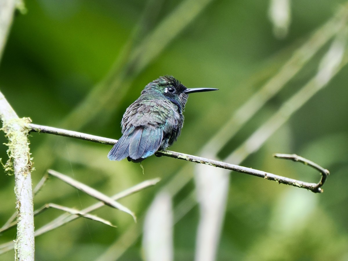 White-throated Daggerbill - ML617475333