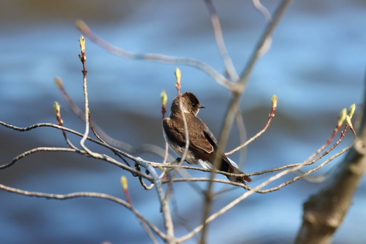 Northern Rough-winged Swallow - ML617475345