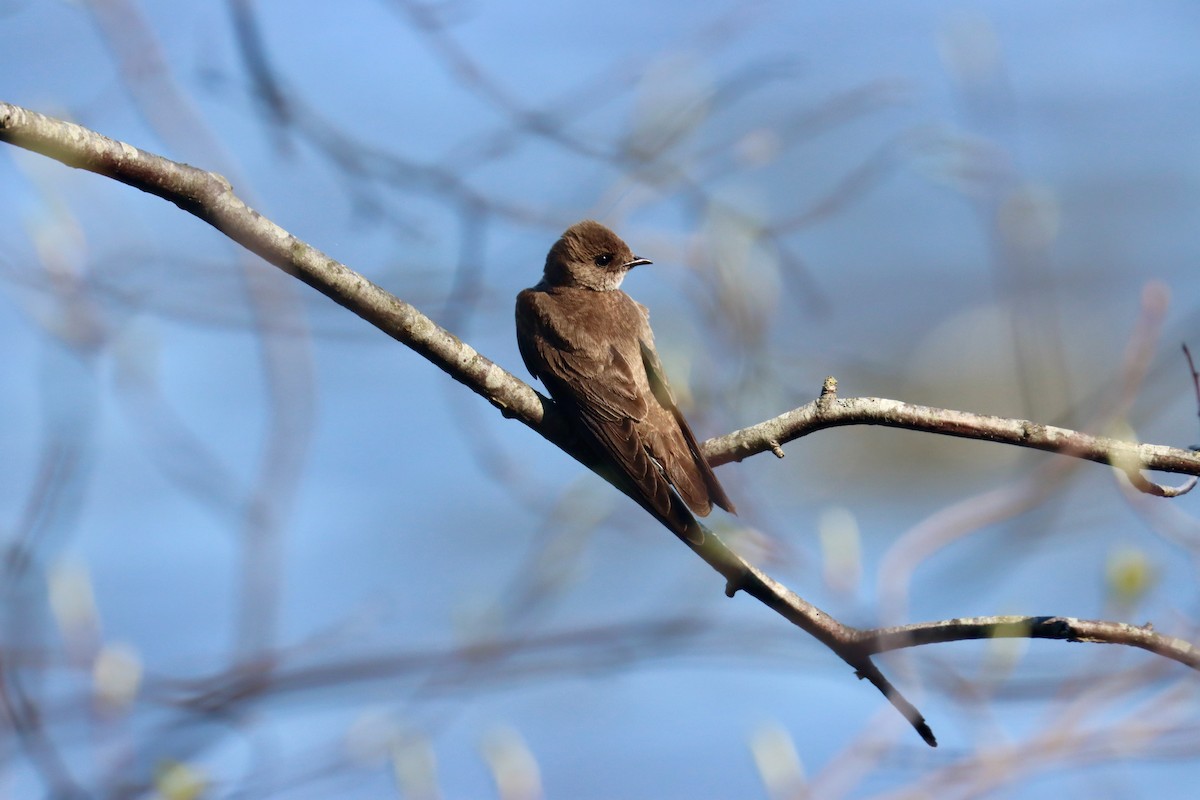 Northern Rough-winged Swallow - ML617475353