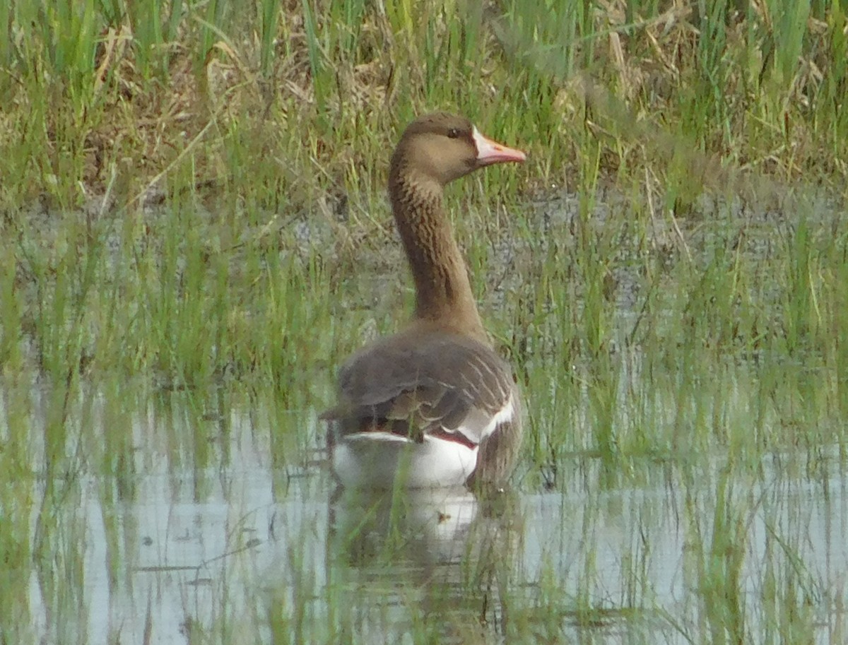 Greater White-fronted Goose - ML617475354