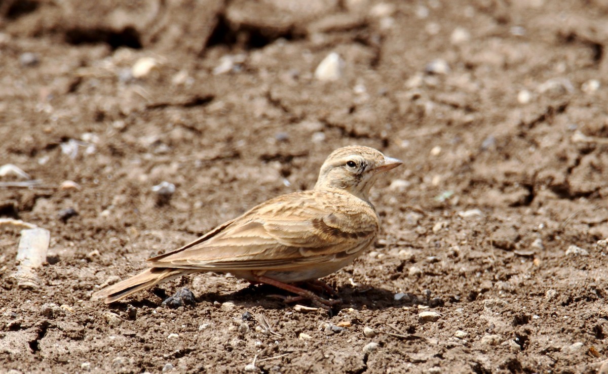 Greater Short-toed Lark - yuda siliki