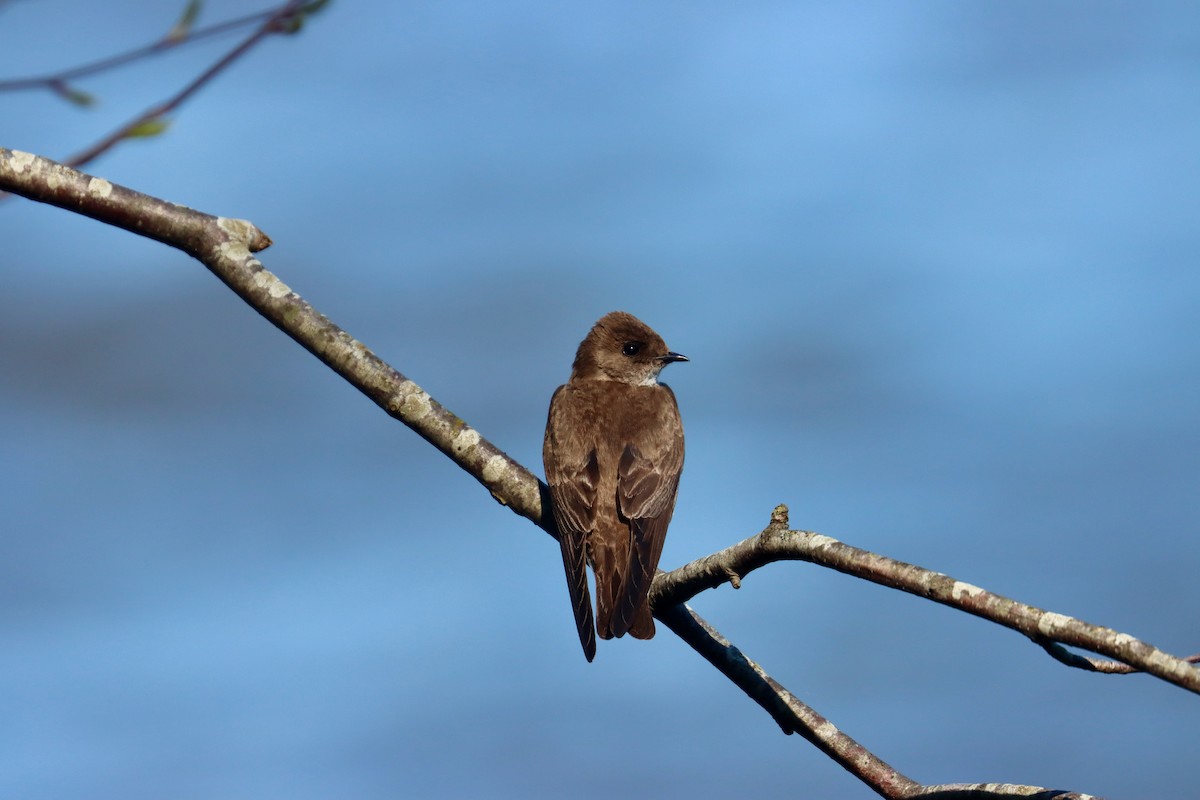 Golondrina Aserrada - ML617475367