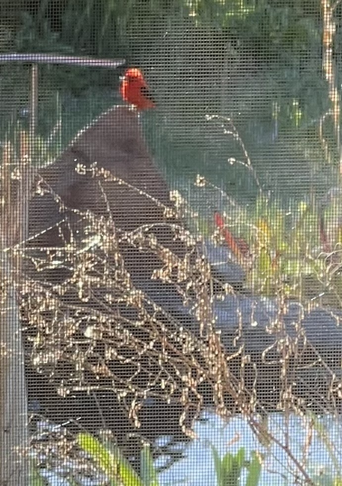 Scarlet Tanager - ML617475370