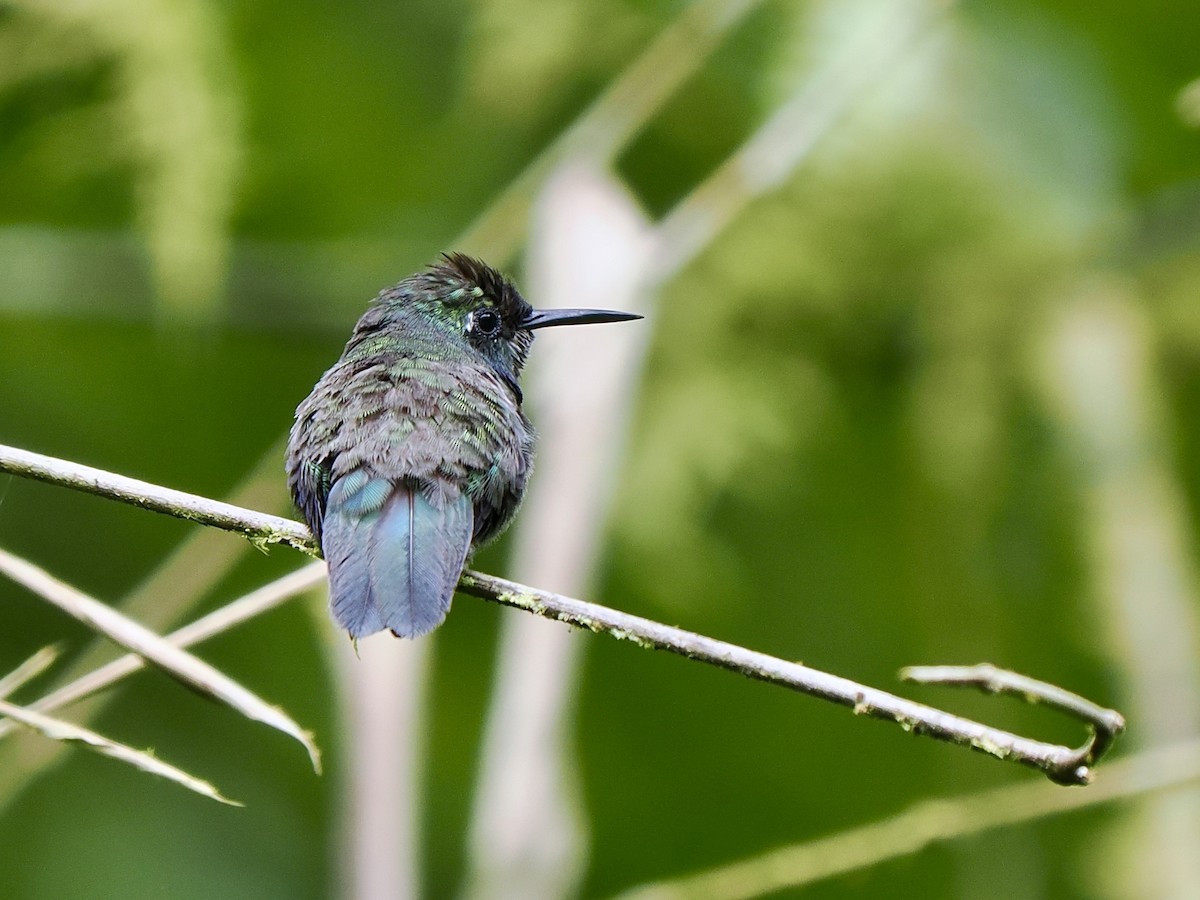 White-throated Daggerbill - ML617475374