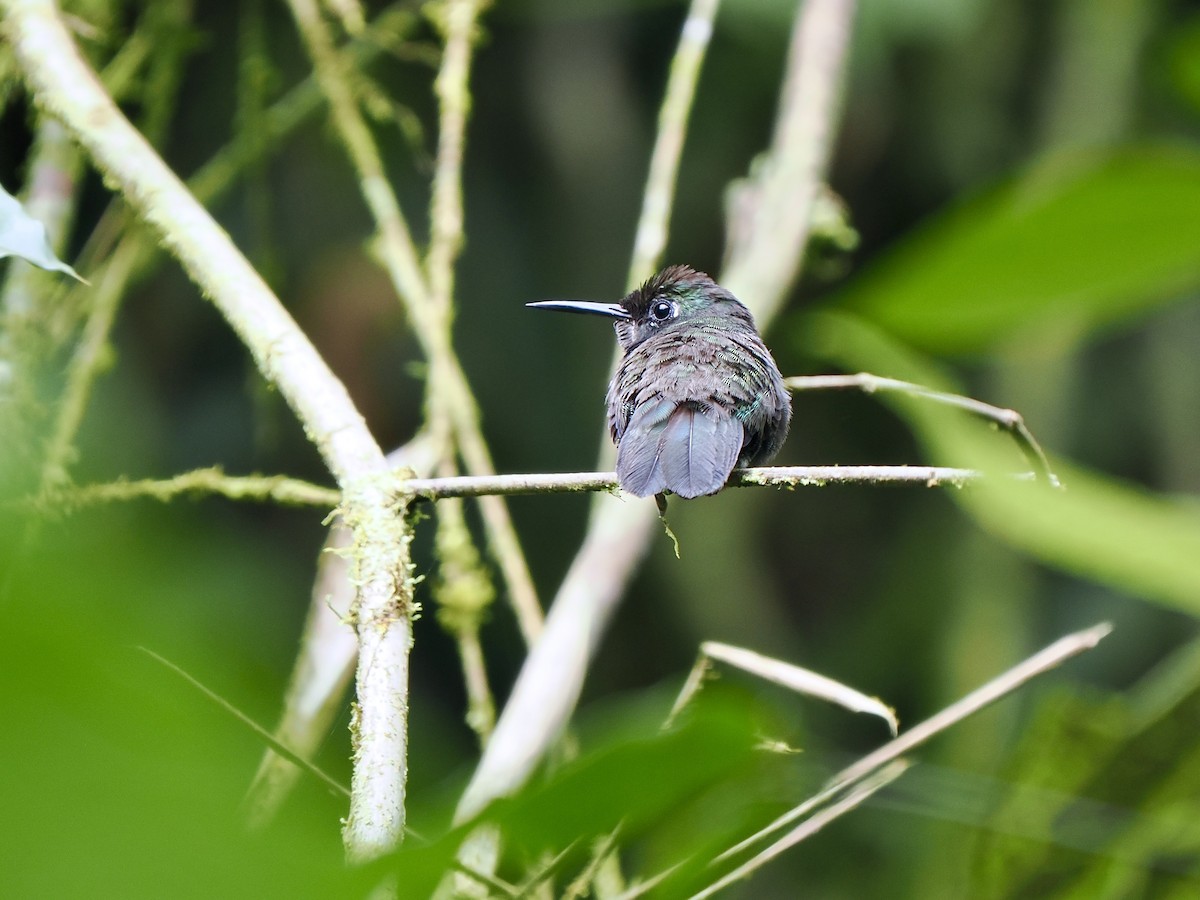 Colibrí Picocuña Occidental - ML617475375