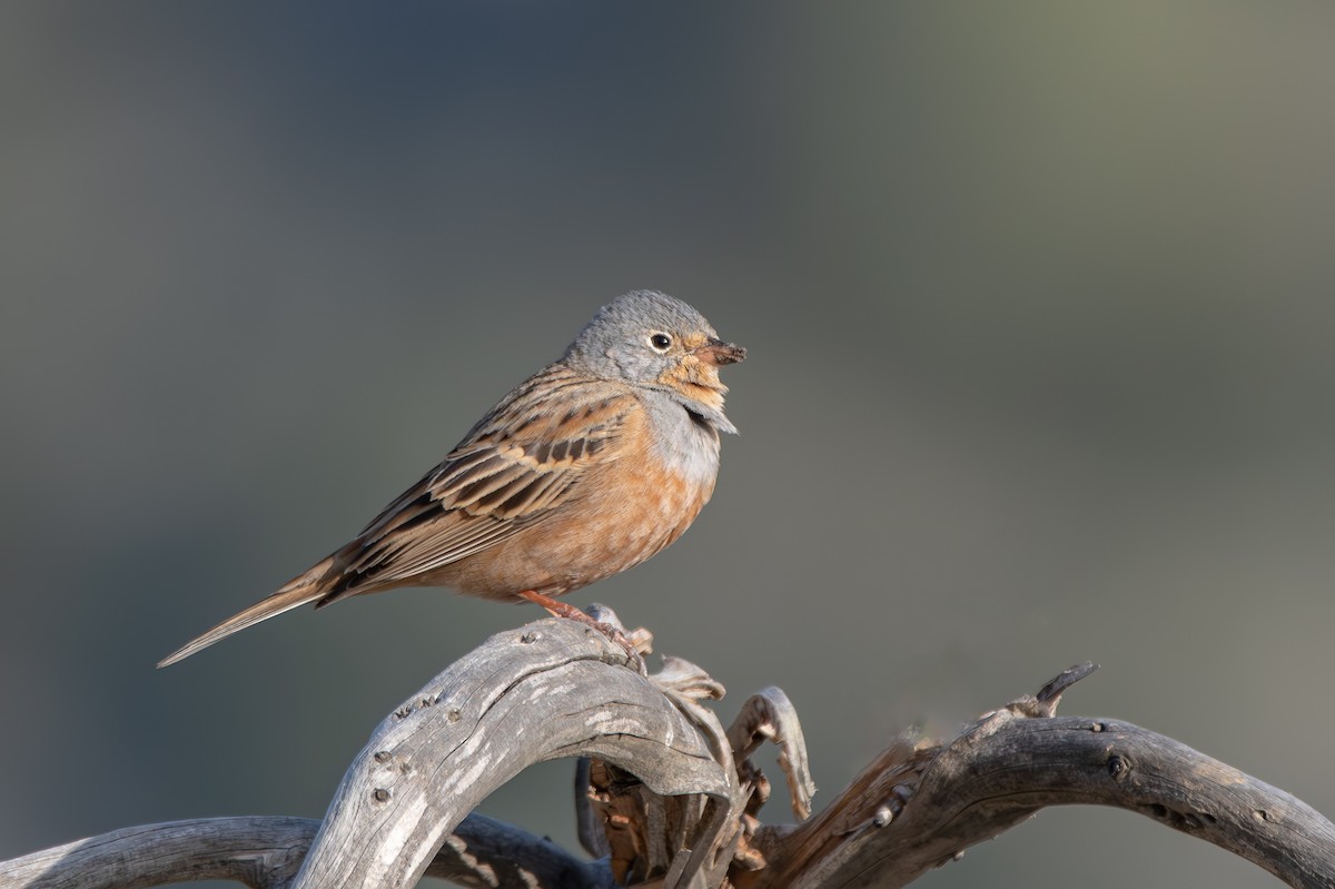 Cretzschmar's Bunting - ML617475377