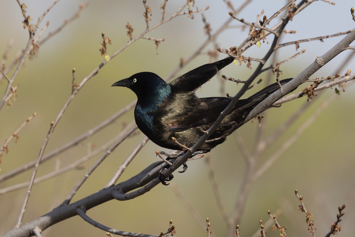Common Grackle - Colleen Childers